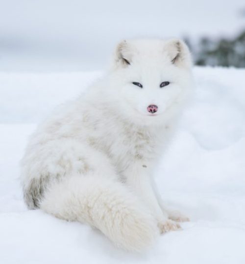 Omega-Wildlife-Park.jpg